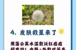 备孕男性可以喝蒲公英吗