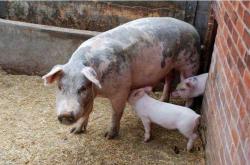 母猪产后留白是怎么回事