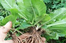 备孕能喝地胆草煲汤吗