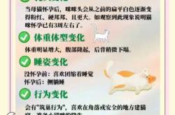 猫怀孕多久可被检查出来