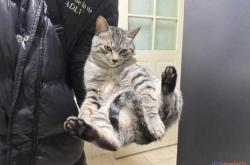 猫产后找人如何寻找