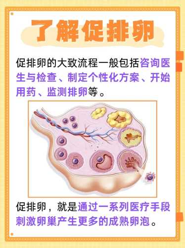 备孕夫妻排卵期该吃什么-第1张图片