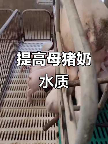 母猪产后没奶是什么原因-第1张图片
