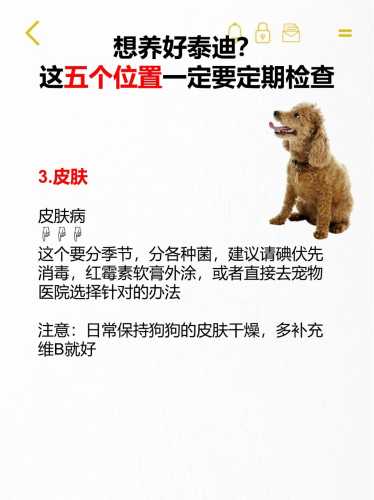 泰迪产后没有奶怎么办-第1张图片