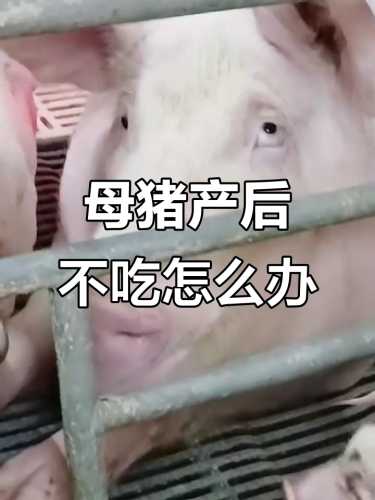 母猪产后不吃食怎么治疗-第1张图片