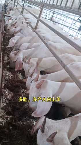 羊产后多久能再次怀孕-第1张图片
