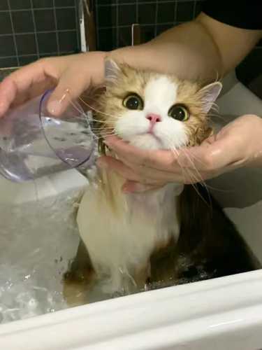 母猫生产后多久能洗澡-第1张图片