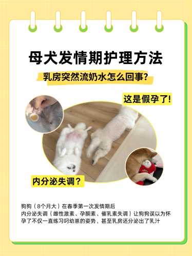 母狗生产后吃什么能催奶-第1张图片