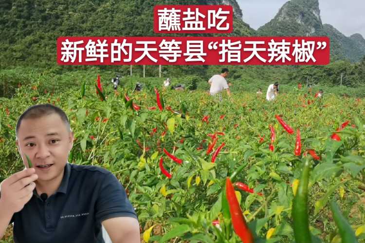 产后40天能不能吃辣椒-第1张图片