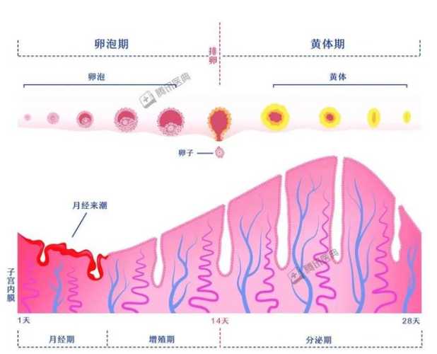 流产后子宫内膜为何会变薄-第1张图片