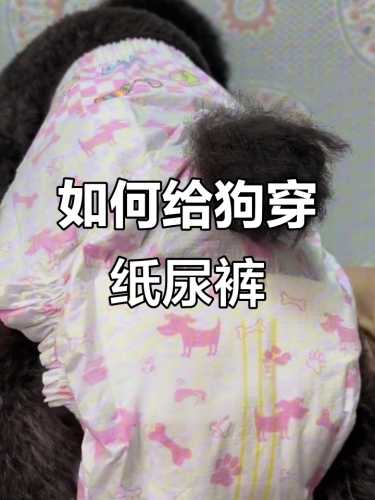 狗狗全包尿不湿怎么选-第1张图片