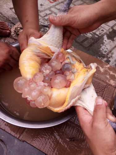 剖腹产多久能吃母鸡-第1张图片