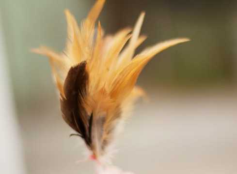 备孕梦见四只小鸡崽啥寓意-第1张图片