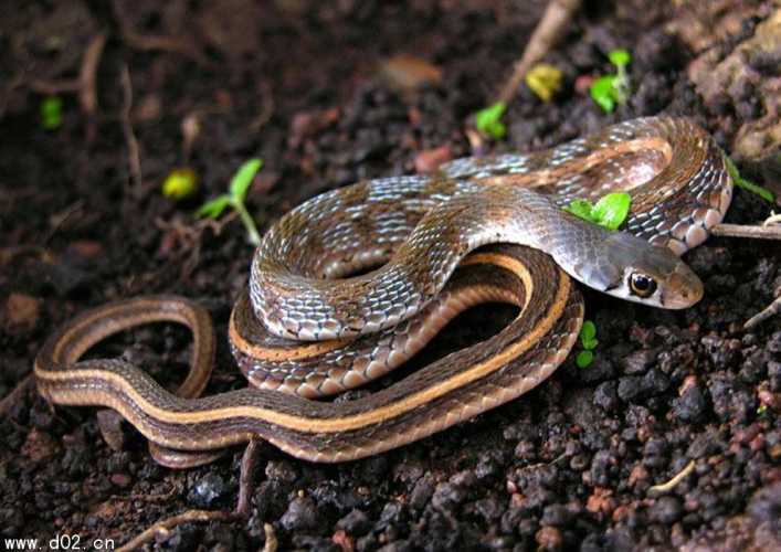 备孕梦见蛇缠腿有啥预兆-第1张图片