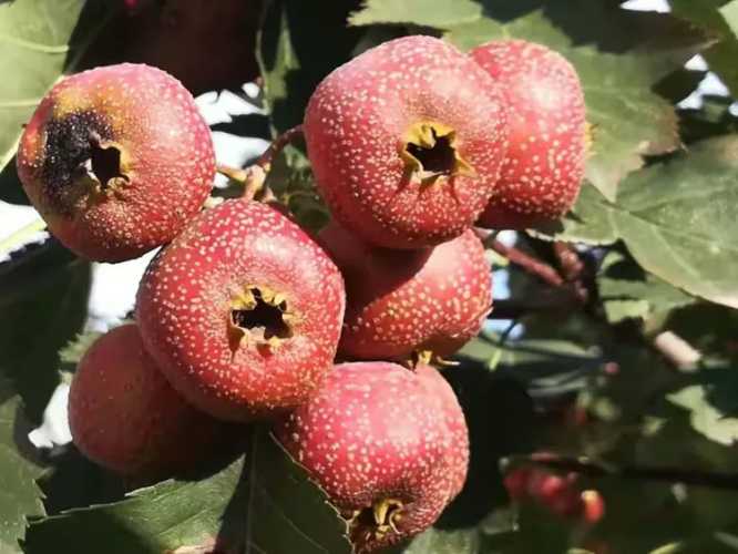 备孕梦见酸枣是胎梦吗-第1张图片