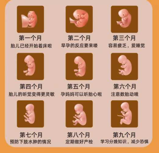 哪里能找到胎教宝宝图-第1张图片