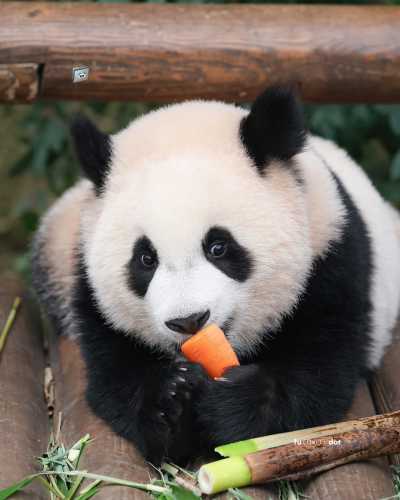 婴儿能吃胡萝卜吗-第1张图片