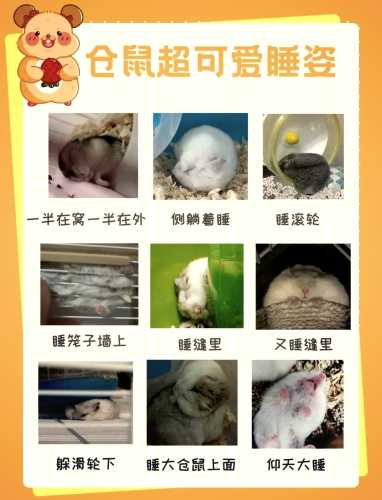 怀孕能不能养仓鼠呢-第1张图片