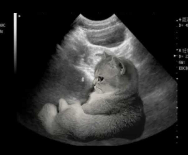 猫能闻出来人怀孕吗-第1张图片