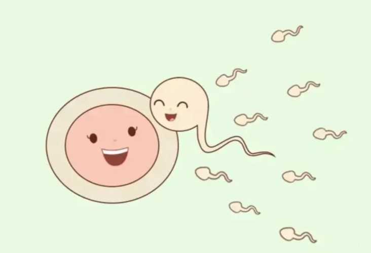 女孩备孕多久才怀上-第1张图片