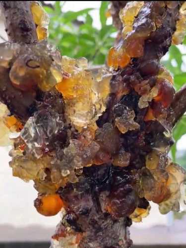 坐月子可以吃桃胶吗-第1张图片