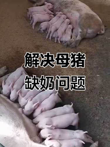 母猪产后没奶怎么办-第1张图片