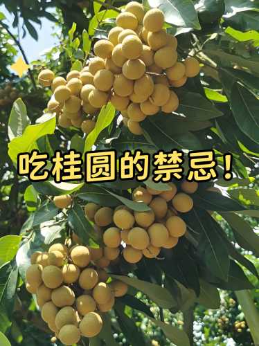 坐月子能不能吃桂圆干-第1张图片