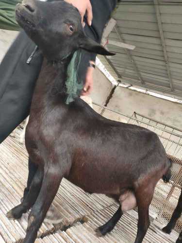 待产奶羊怎么选奶包-第1张图片