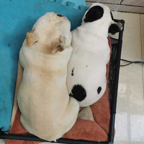 法斗需要剖腹产吗-第1张图片