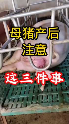 母猪产后流血怎么办-第1张图片