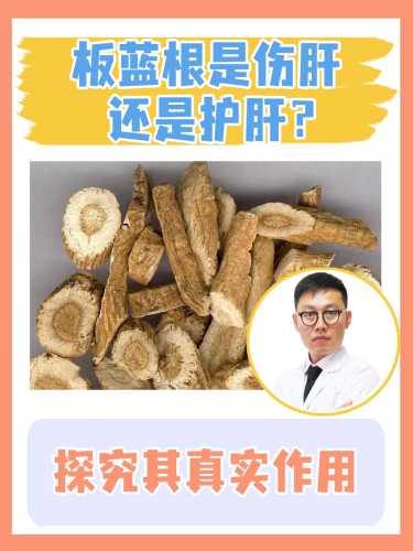 怀孕了能不能喝板蓝根-第1张图片