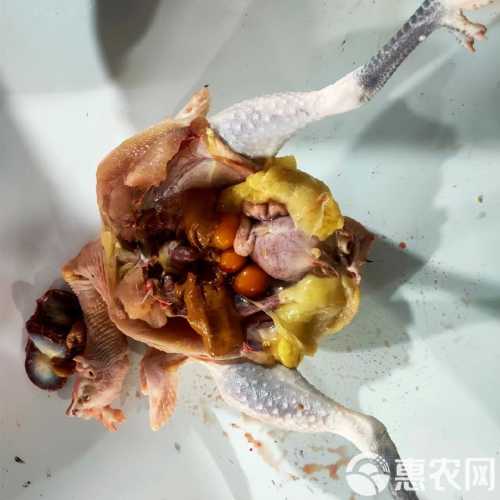 产后吃老鸡好吗-第1张图片