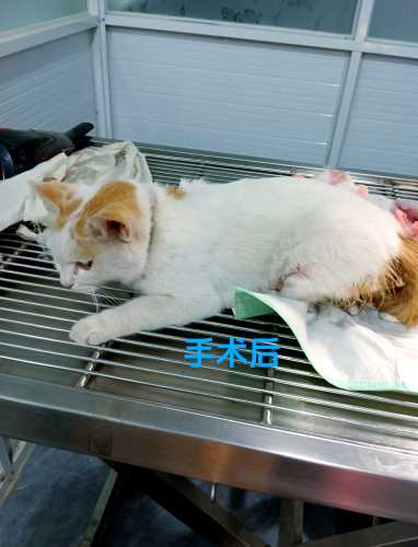 猫咪剖腹产小猫咋护理-第1张图片