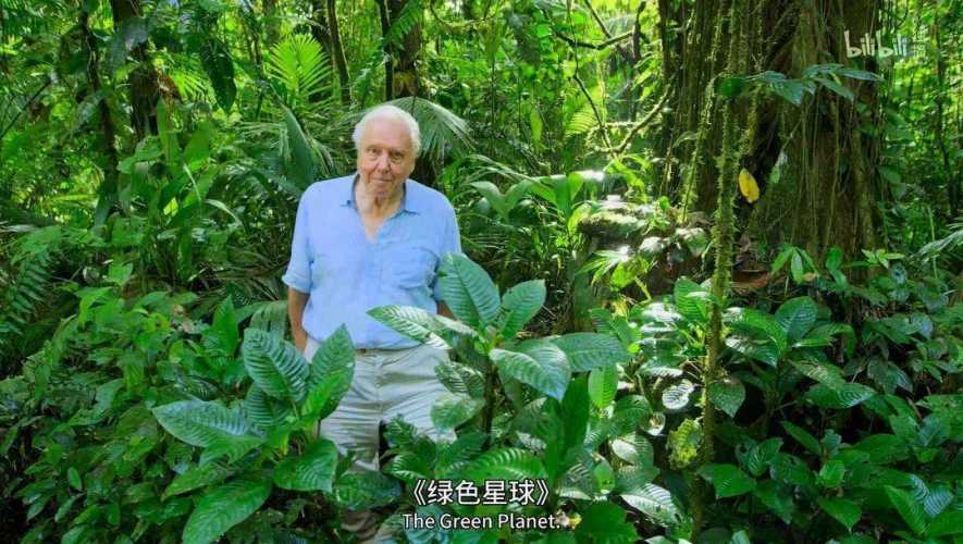 bbc绿色纸尿裤怎么样-第1张图片