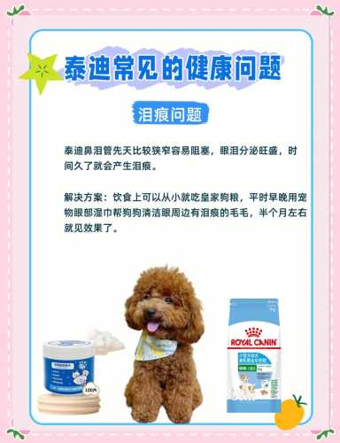 泰迪狗产后注意什么-第1张图片