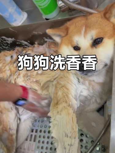母狗产后能洗澡吗-第1张图片