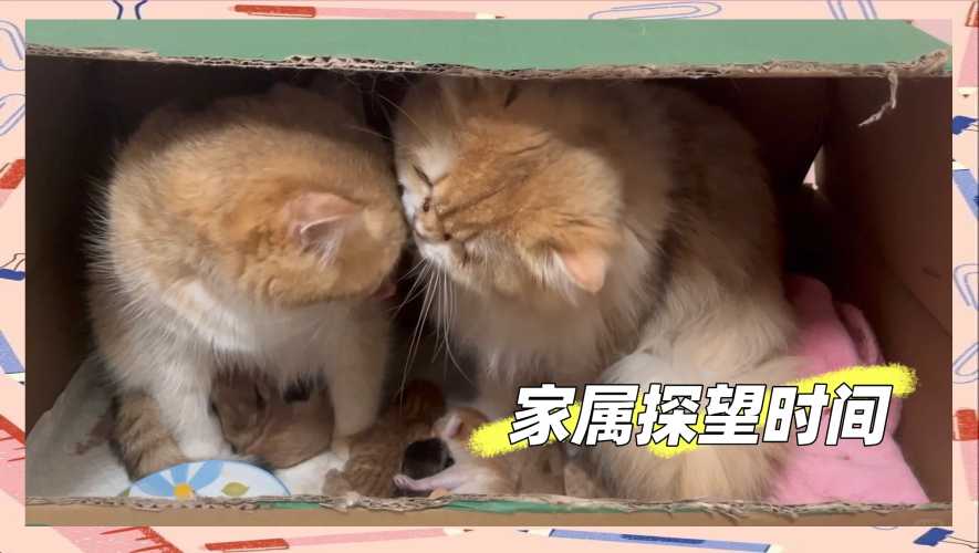 猫产后为什么要藏东西-第1张图片