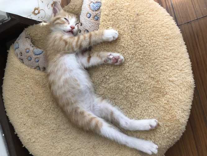 备孕梦见被猫咬脚什么意思-第1张图片