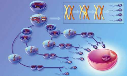 泰国试管婴儿一次多少钱-第1张图片