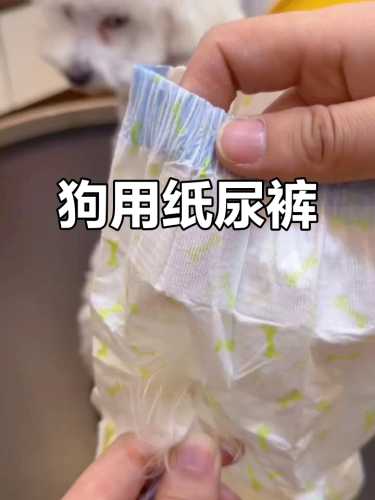 狗狗纸尿裤怎么不掉-第1张图片