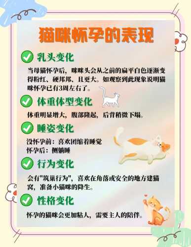 猫怀孕多久可被检查出来-第1张图片