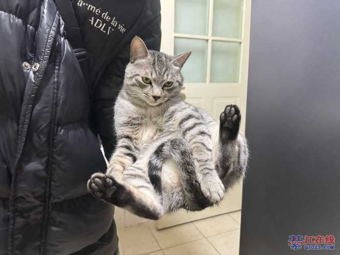 猫产后找人如何寻找-第1张图片