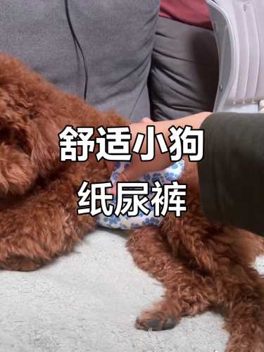 狗狗为什么要带纸尿裤-第1张图片