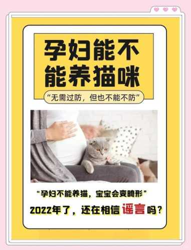 怀孕能不能养猫呢-第1张图片