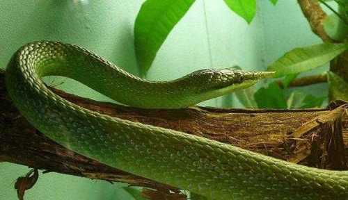 备孕梦到树林有蛇咋解-第1张图片