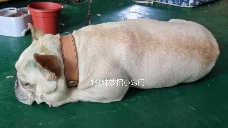 备孕女梦见大黄狗追咬咋回事-第1张图片