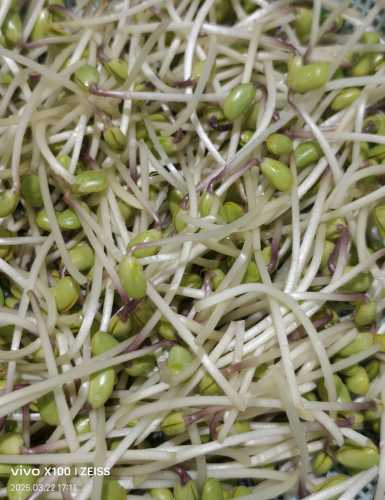 流产后能不能吃豆芽-第1张图片