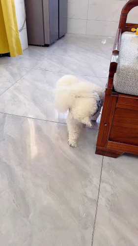 瘫痪狗狗用的尿不湿咋样-第1张图片