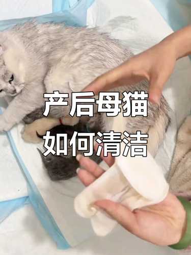 怀孕母猫能洗澡吗-第1张图片
