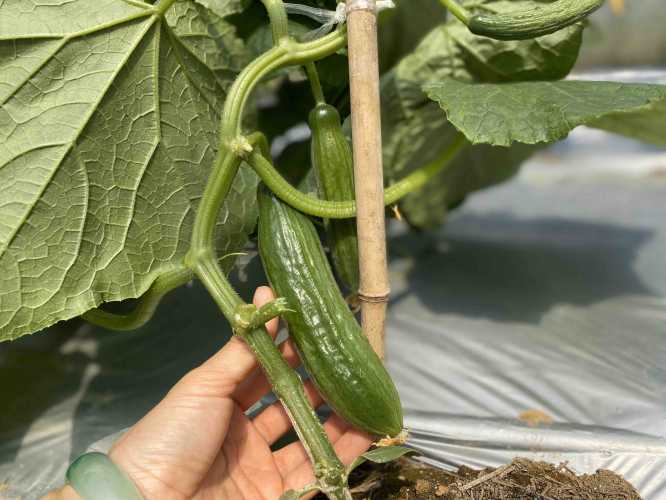 怀孕能生吃黄瓜吗-第1张图片